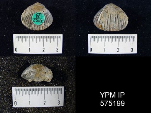 Uncinulus stricklandi