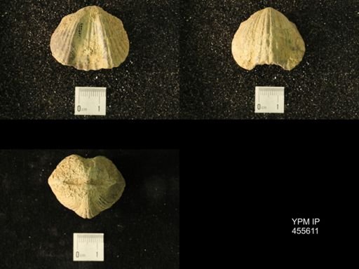 Platystrophia ponderosa