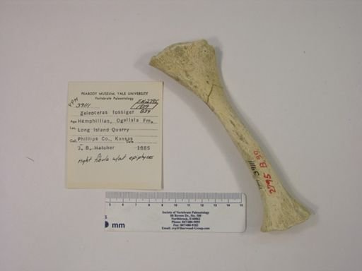 Teleoceras fossiger