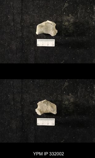 undet. Bryozoa