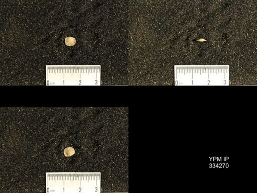 Hebertella frankfortensis