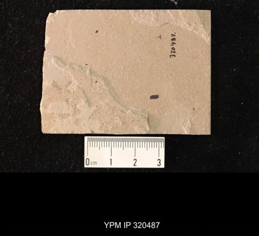undet. Diptera