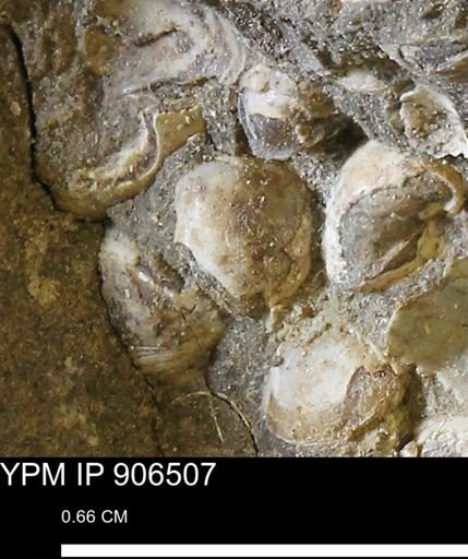 Corbulamella?