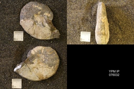 Hoploscaphites birkelundi