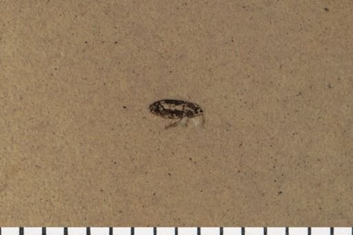 Curculionidae