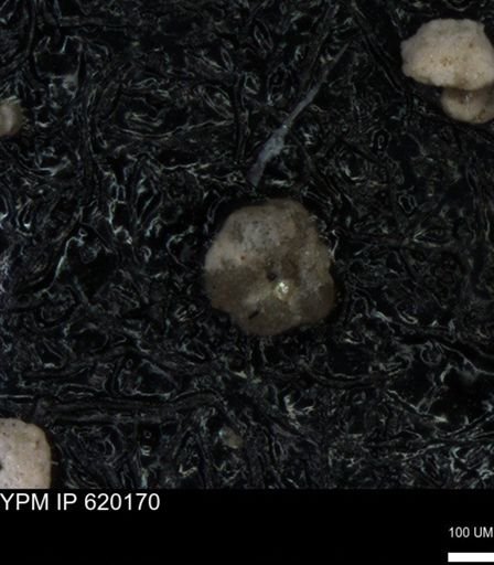 undet. Foraminiferida
