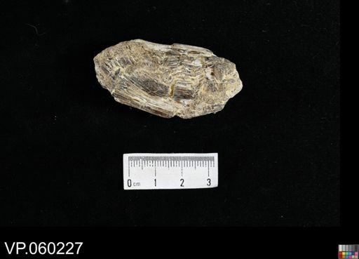 undet. Actinopterygii