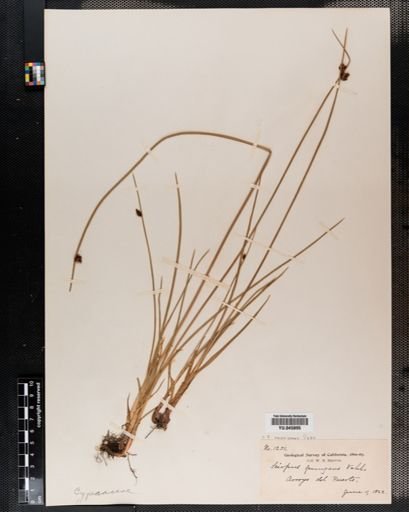 Scirpus americanus