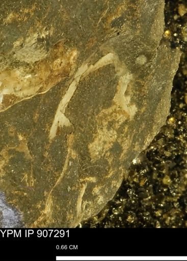 undet. Mollusca