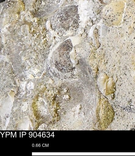 Corbulamella?