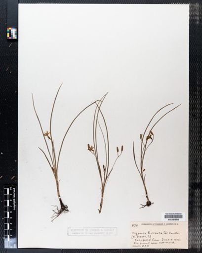 Hypoxis hirsuta