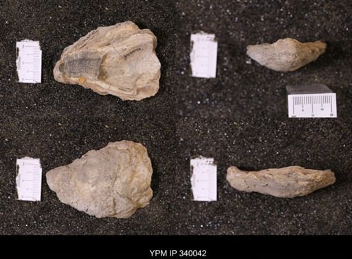 Ostrea glabra wyomingensis