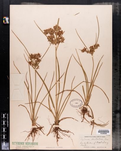 Cyperus dentatus