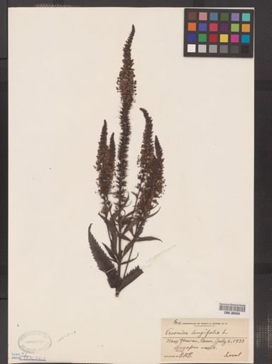 Veronica longifolia