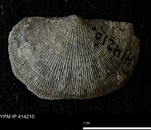 Devonochonetes mucronatus?