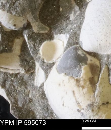Protocardia sp.