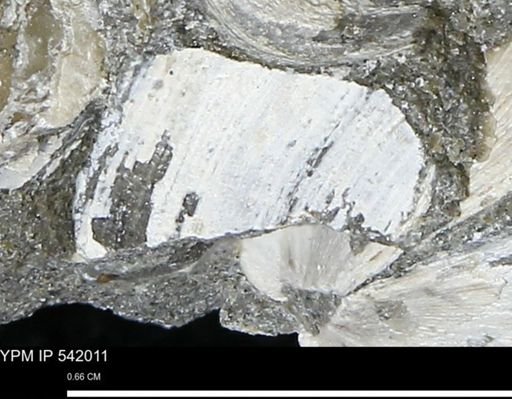 Protocardia?