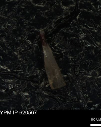 undet. Echinoidea