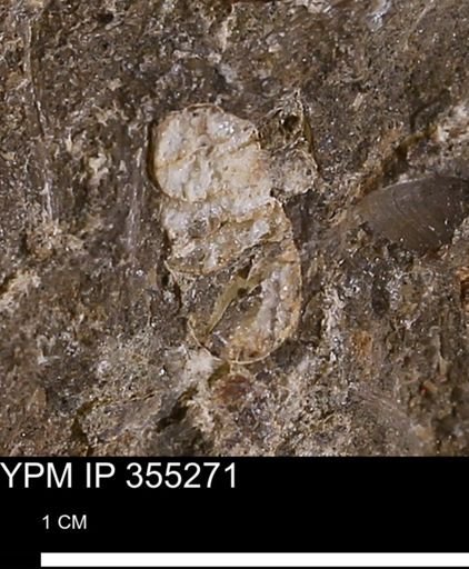 undet. Scaphitidae