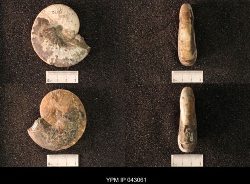 Hoploscaphites nicolletii