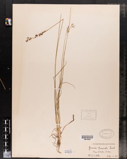 Juncus
