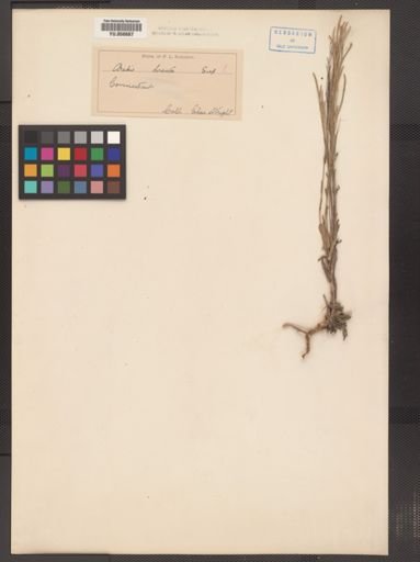 Arabis hirsuta