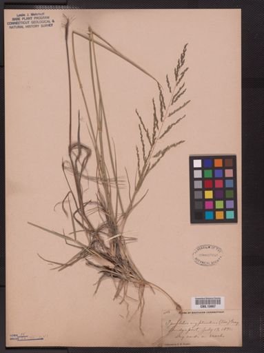 Sporobolus cryptandrus