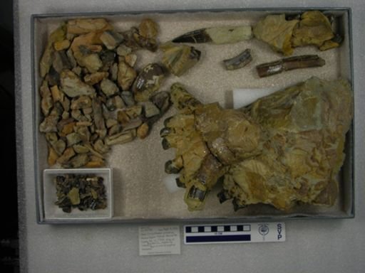 Coryphodon proterus
