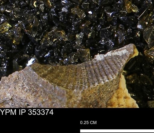 undet. Mollusca
