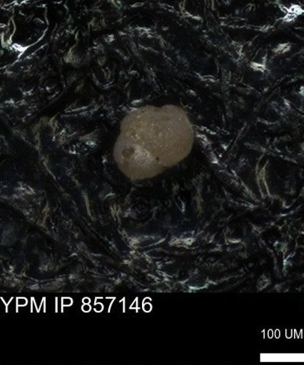 undet. Foraminiferida