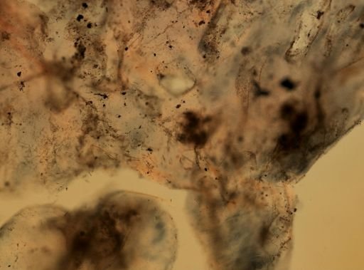 Cladorhiza flosabyssi