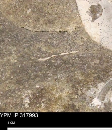 undet. Mollusca