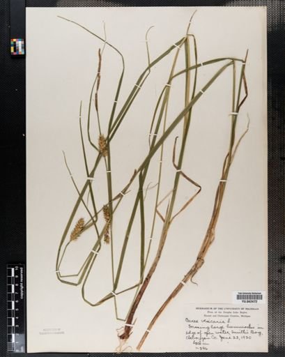 Carex vesicaria