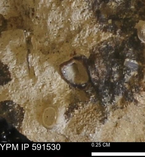 Serpulidae