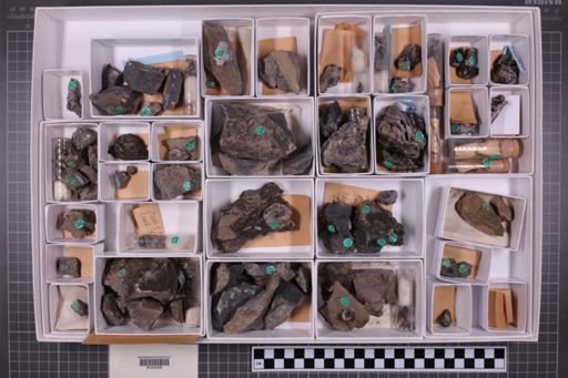 mixed taxa, stratigraphic collection