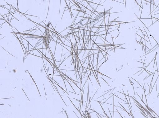 Eumastia sp.