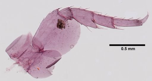 Hyalella cf. azteca