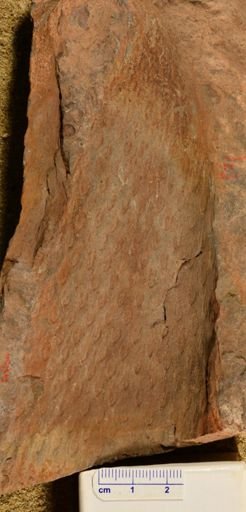 Lepidodendron corrugatum