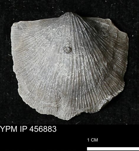 Stropheodonta sp.
