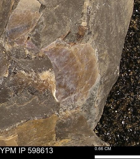 Inoceramus sp.