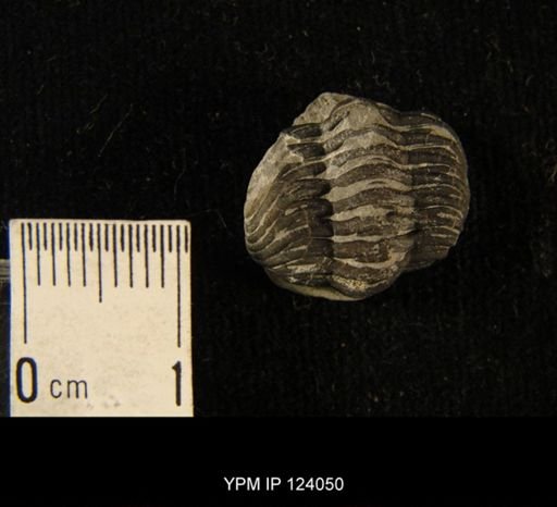 Phacops rana