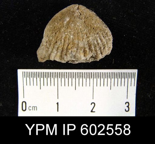 undet. Rhynchonellida