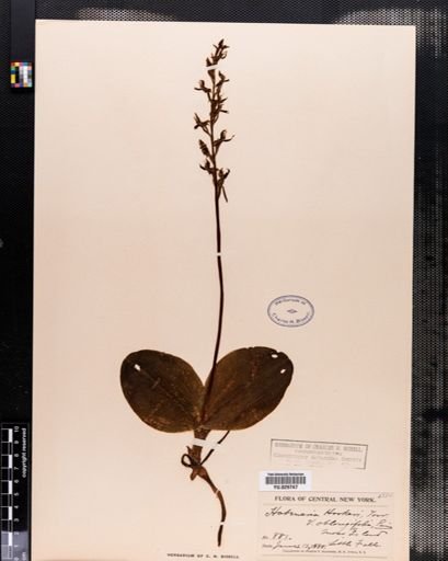 Habenaria