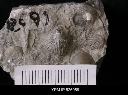 Dalmanella meeki