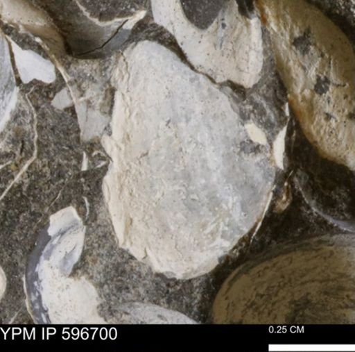 undet. Mollusca