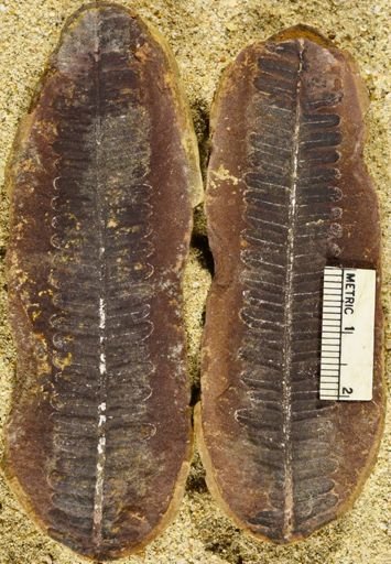 Pecopteris