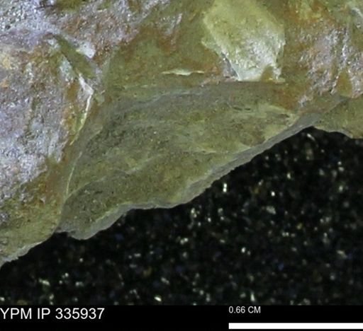 undet. Mollusca