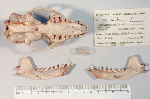Ichneumia albicauda ibeanus