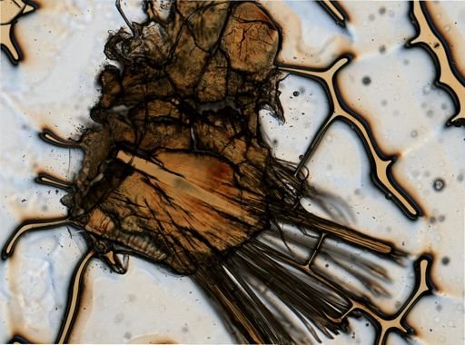Lepidonotus sublevis