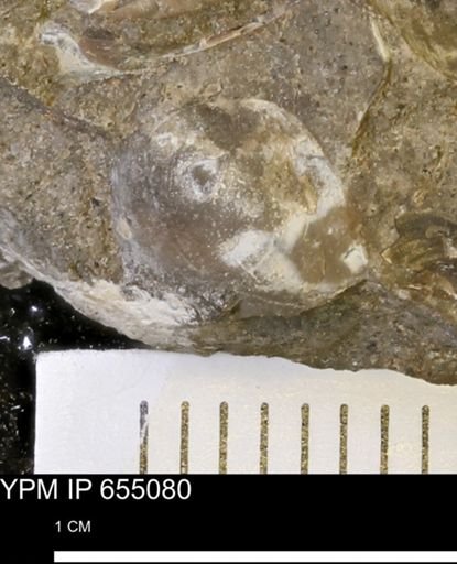 Protocardia